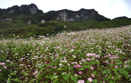 Hạt giống hoa, hoa treo, dạ yến thảo, hoa treo ban công, hạt giống hoa oải hương, bán hạt giống hoa oải hương, hat giong hoa oai huong, hạt giống  chất lượng cao, hat giong hoa , hat giong hoa chat luong cao, hoa trong tham, hoa trong chau,